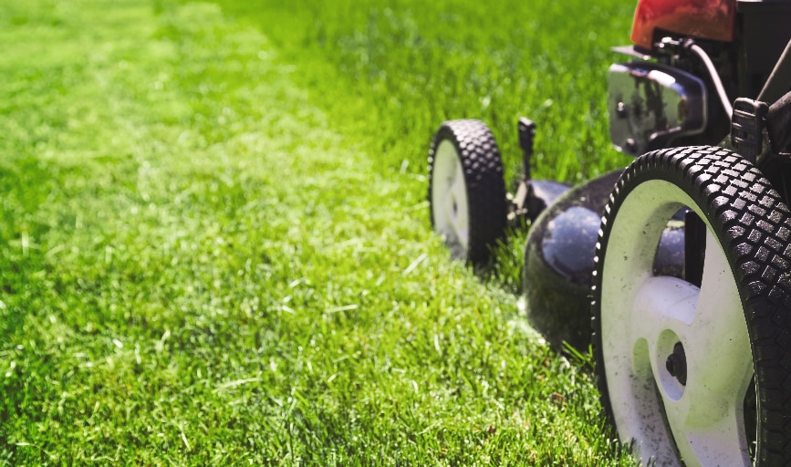 Lawn Maintenance